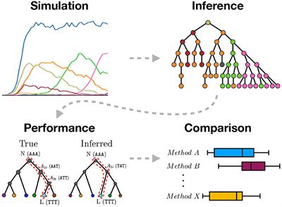 Benchmarking Tree and Ancestral Sequence Inference for B Cell Receptor Sequences